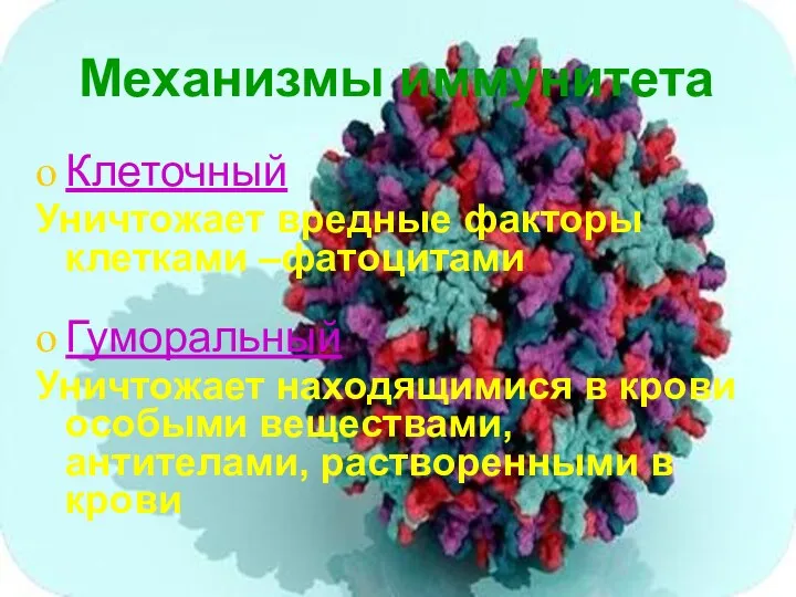 Механизмы иммунитета Клеточный Уничтожает вредные факторы клетками –фатоцитами Гуморальный Уничтожает