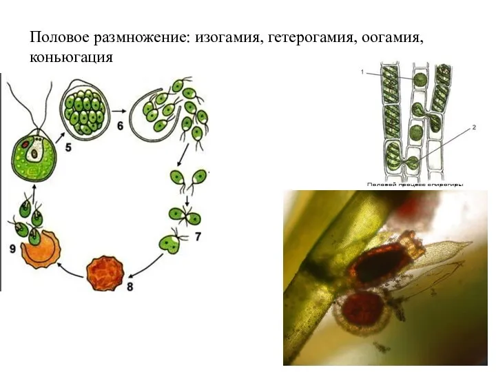 Половое размножение: изогамия, гетерогамия, оогамия, коньюгация