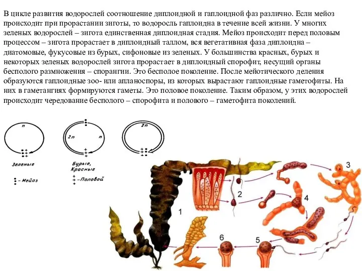 В цикле развития водорослей соотношение диплоидной и гаплоидной фаз различно.