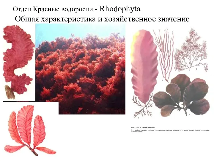 Отдел Красные водоросли - Rhodophyta Общая характеристика и хозяйственное значение