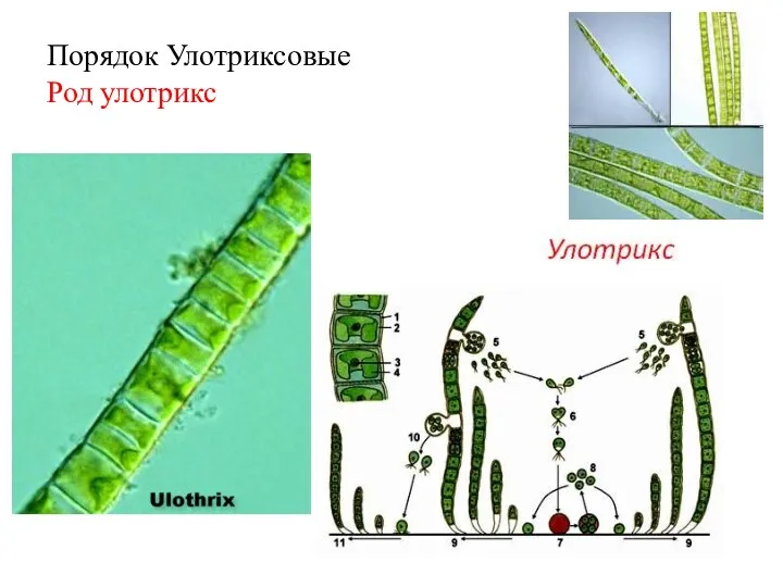 Порядок Улотриксовые Род улотрикс