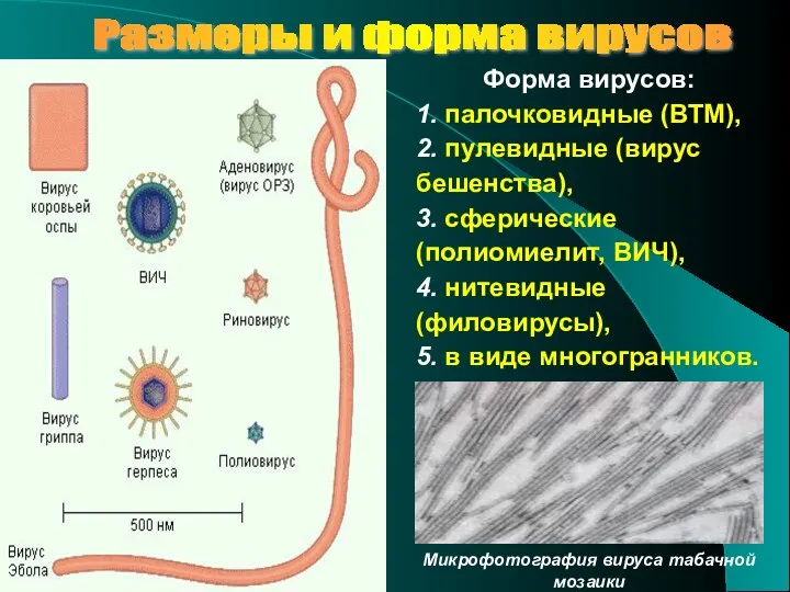 Размеры и форма вирусов Форма вирусов: 1. палочковидные (ВТМ), 2.