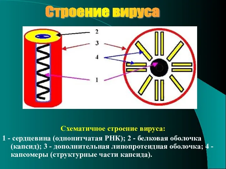 Строение вируса Схематичное строение вируса: 1 - сердцевина (однонитчатая РНК);