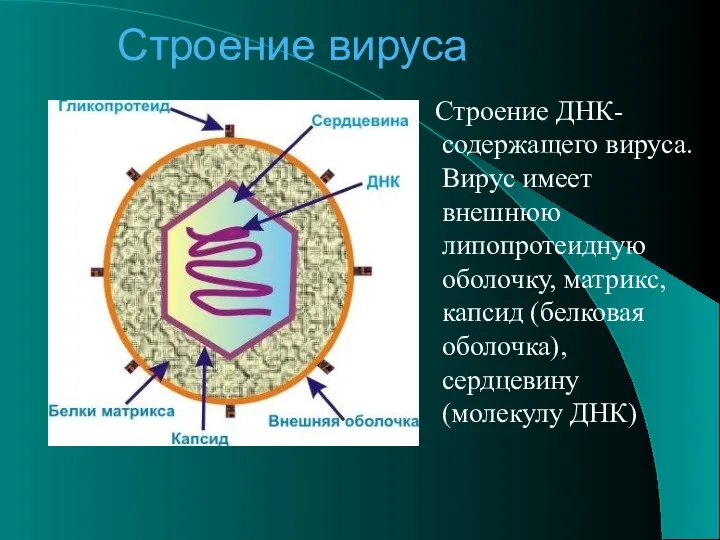 Строение вируса Строение ДНК-содержащего вируса. Вирус имеет внешнюю липопротеидную оболочку,