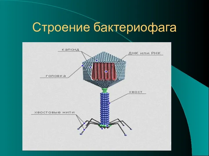 Строение бактериофага