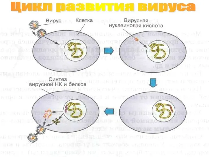 Цикл развития вируса