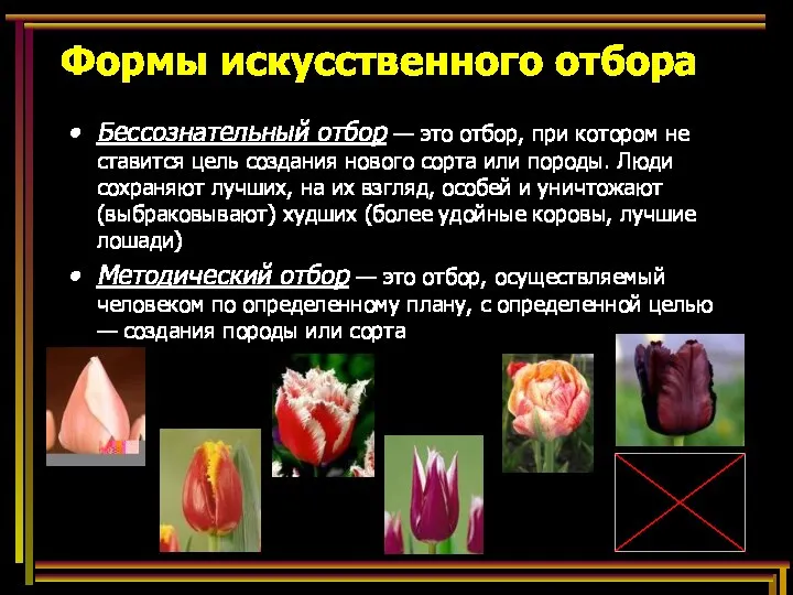 Формы искусственного отбора Бессознательный отбор — это отбор, при котором