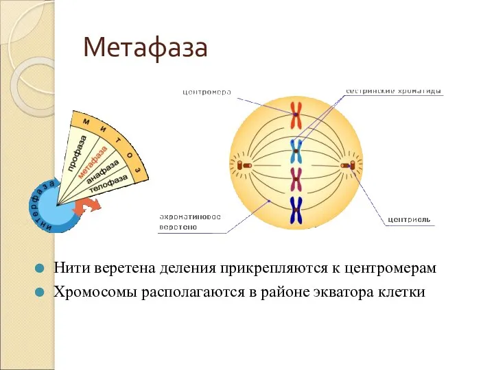 Метафаза Нити веретена деления прикрепляются к центромерам Хромосомы располагаются в районе экватора клетки