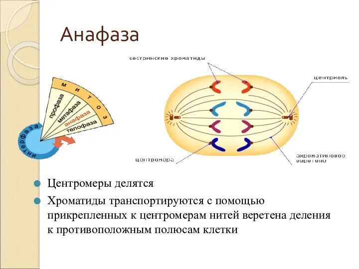 Анафаза Центромеры делятся Хроматиды транспортируются с помощью прикрепленных к центромерам