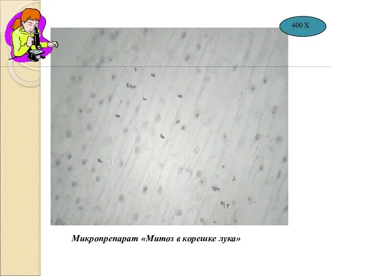 Микропрепарат «Митоз в корешке лука» 400 Х