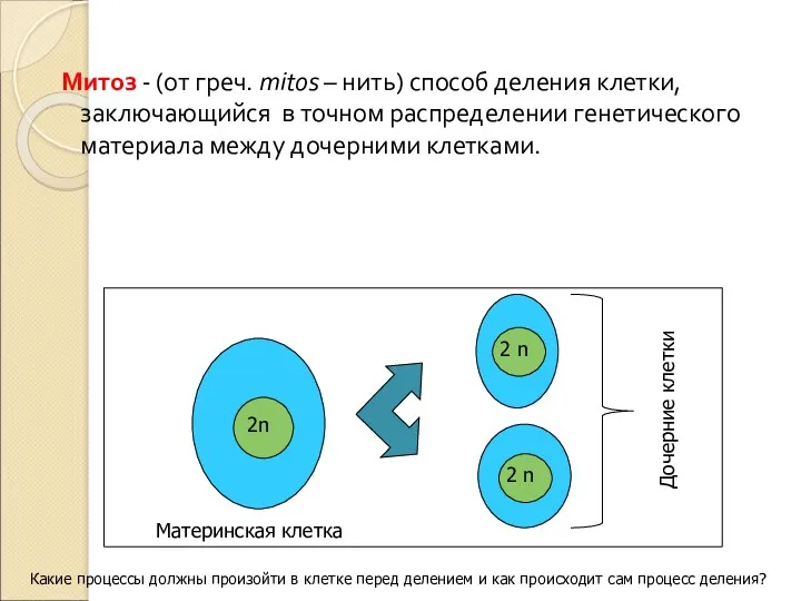 Митоз - (от греч. mitos – нить) способ деления клетки,