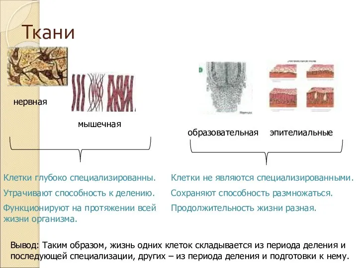 Ткани нервная мышечная образовательная эпителиальные Клетки глубоко специализированны. Утрачивают способность