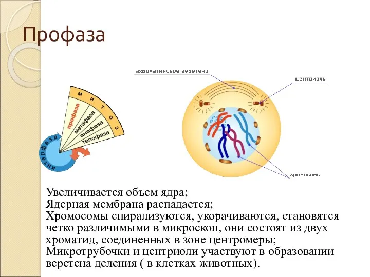 Профаза Увеличивается объем ядра; Ядерная мембрана распадается; Хромосомы спирализуются, укорачиваются,