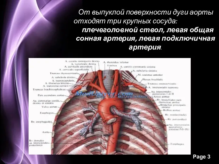 От выпуклой поверхности дуги аорты отходят три крупных сосуда: плечеголовной