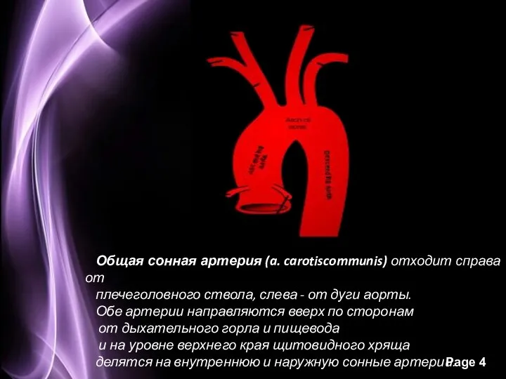 Общая сонная артерия (a. carotiscommunis) отходит справа от плечеголовного ствола,