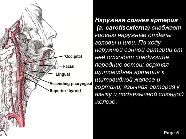 Наружная сонная артерия (a. carotisexterna) снабжает кровью наружные отделы головы