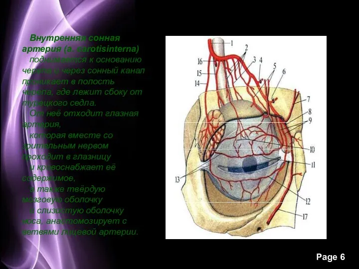 Внутренняя сонная артерия (a. carotisinterna) поднимается к основанию черепа и
