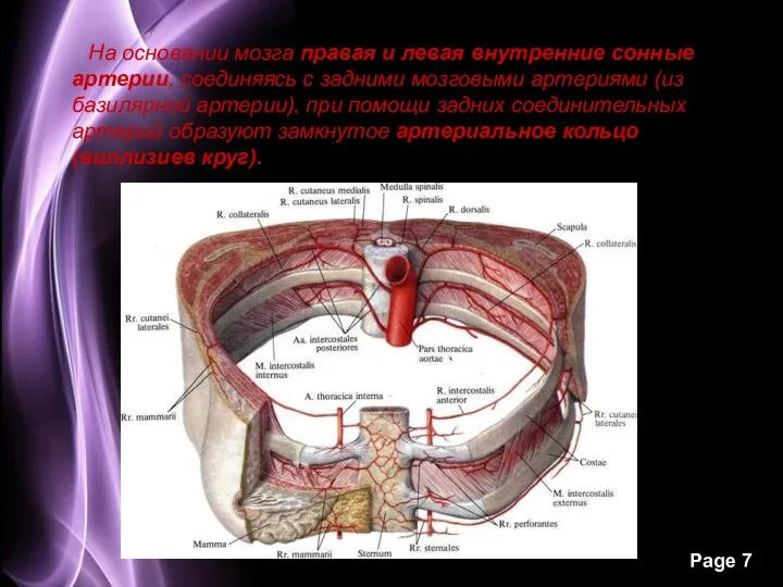 На основании мозга правая и левая внутренние сонные артерии, соединяясь