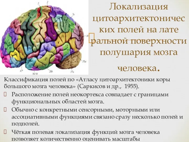 Класси­фикация полей по «Атласу цитоархитектоники коры большого мозга человека» (Саркисов и др., 1955).