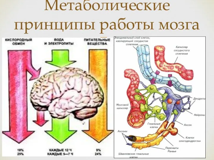 Метаболические принципы работы мозга