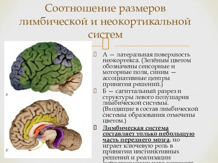 А — латеральная поверхность неокортекса. (Зелёным цветом обозначены сенсорные и моторные поля, синим