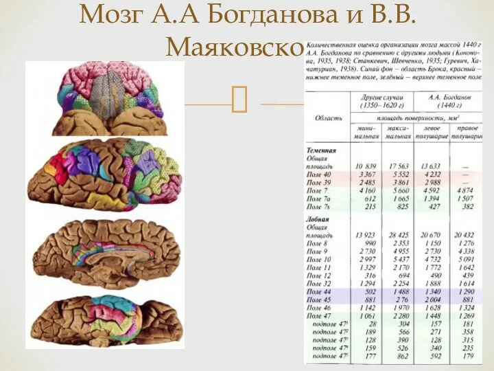 Мозг А.А Богданова и В.В. Маяковского
