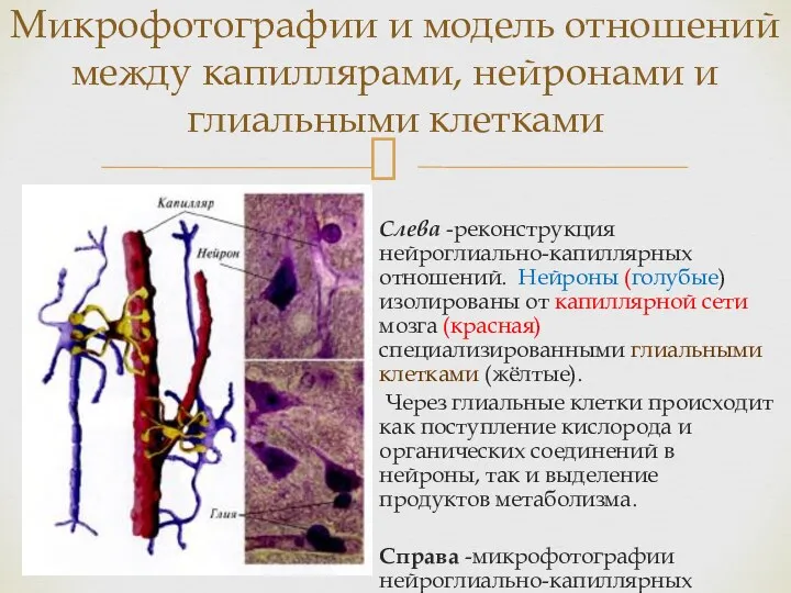 Слева -реконструкция нейроглиально-капилляр­ных отношений. Нейроны (голубые) изолированы от капиллярной сети