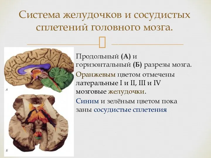 Продольный (А) и горизонтальный (Б) разрезы моз­га. Оранжевым цветом отмечены латеральные I и