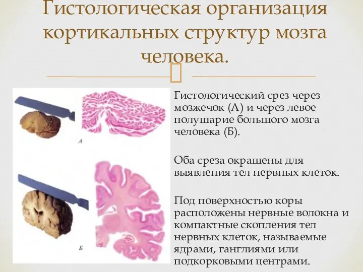 Гистологический срез через мозжечок (А) и через левое полушарие большого мозга человека (Б).