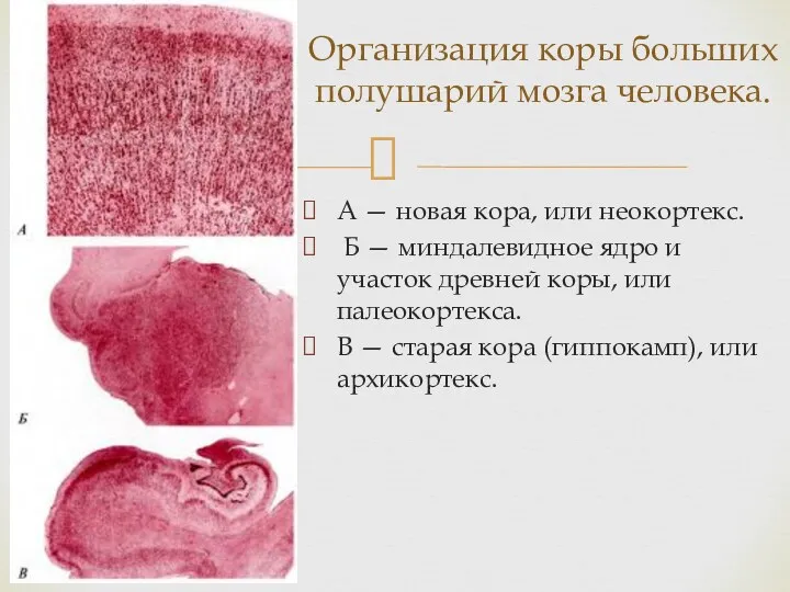 А — новая кора, или неокортекс. Б — миндалевидное ядро и участок древней