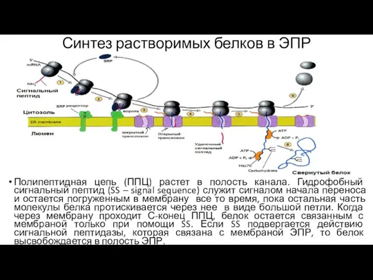 Синтез растворимых белков в ЭПР Полипептидная цепь (ППЦ) растет в
