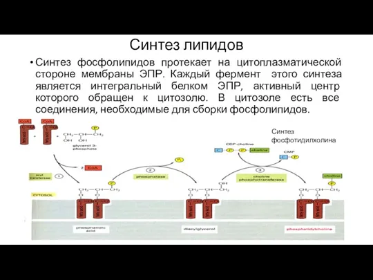 Синтез липидов Синтез фосфолипидов протекает на цитоплазматической стороне мембраны ЭПР.