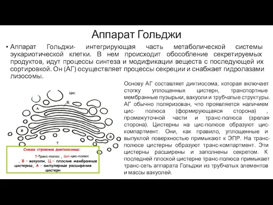 Аппарат Гольджи Аппарат Гольджи- интегрирующая часть метаболической системы эукариотической клетки.