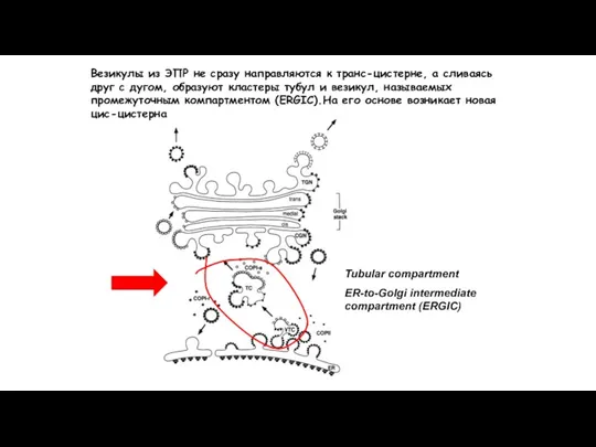 Tubular compartment ER-to-Golgi intermediate compartment (ERGIC) Везикулы из ЭПР не