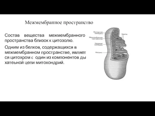 Межмембранное пространство Состав вещества межмембранного пространства близок к цитозолю. Одним