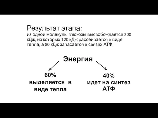 60% выделяется в виде тепла 40% идет на синтез АТФ