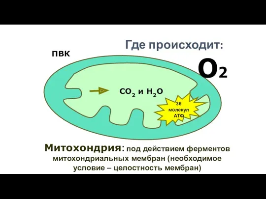 О2 Митохондрия: под действием ферментов митохондриальных мембран (необходимое условие –