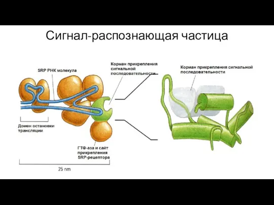 Сигнал-распознающая частица