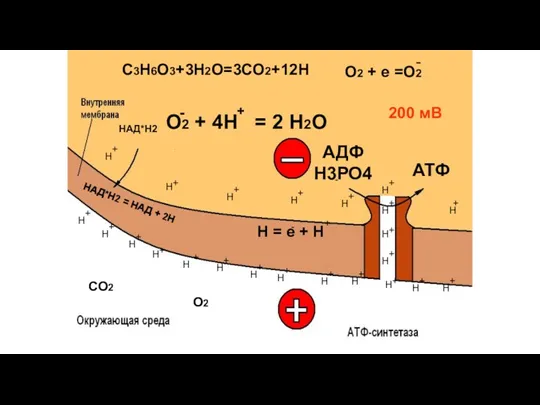 СО2 Н = е + Н О2 + 4Н =