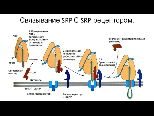 Связывание SRP С SRP-рецептором.