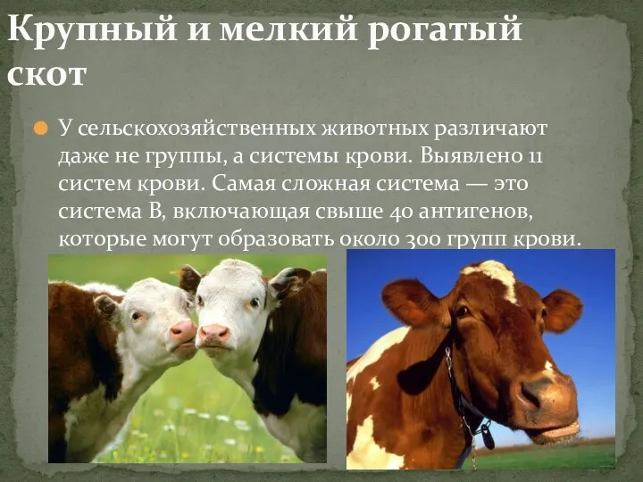 У сельскохозяйственных животных различают даже не группы, а системы крови. Выявлено 11 систем