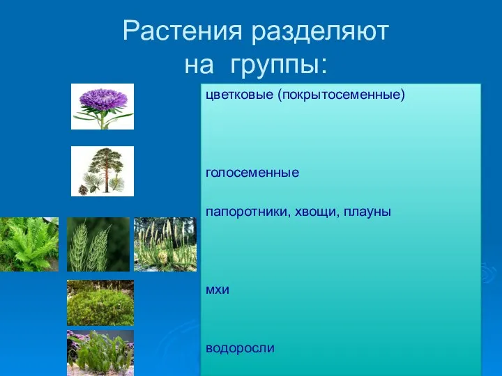 Растения разделяют на группы: цветковые (покрытосеменные) голосеменные папоротники, хвощи, плауны мхи водоросли