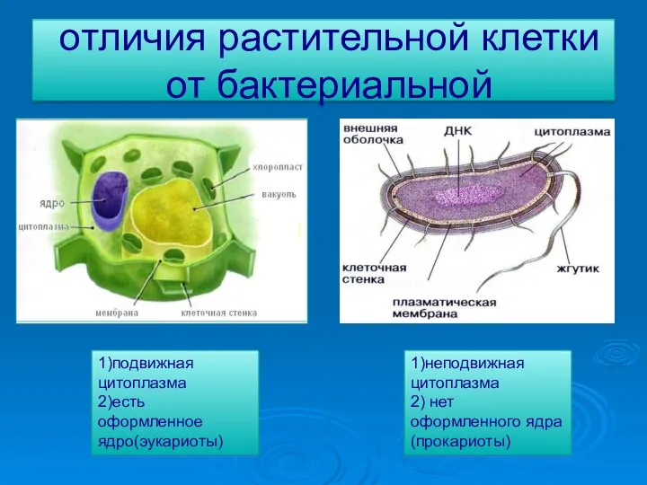 отличия растительной клетки от бактериальной 1)подвижная цитоплазма 2)есть оформленное ядро(эукариоты) 1)неподвижная цитоплазма 2) нет оформленного ядра(прокариоты)