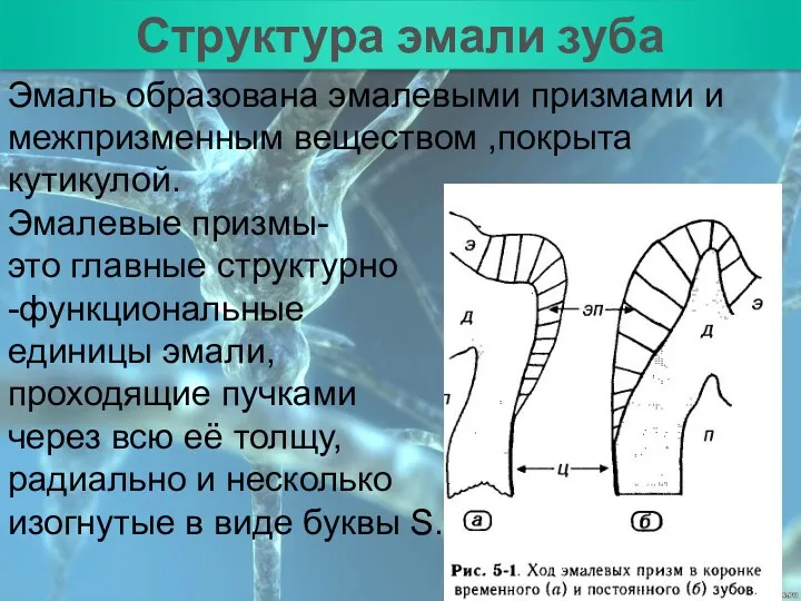 План Структура эмали зуба Эмаль образована эмалевыми призмами и межпризменным веществом ,покрыта кутикулой.