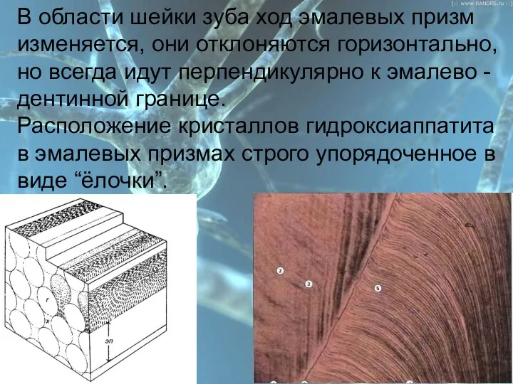 План В области шейки зуба ход эмалевых призм изменяется, они отклоняются горизонтально, но