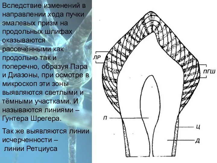 План Вследствие изменений в направлении хода пучки эмалевых призм на продольных шлифах оказываются