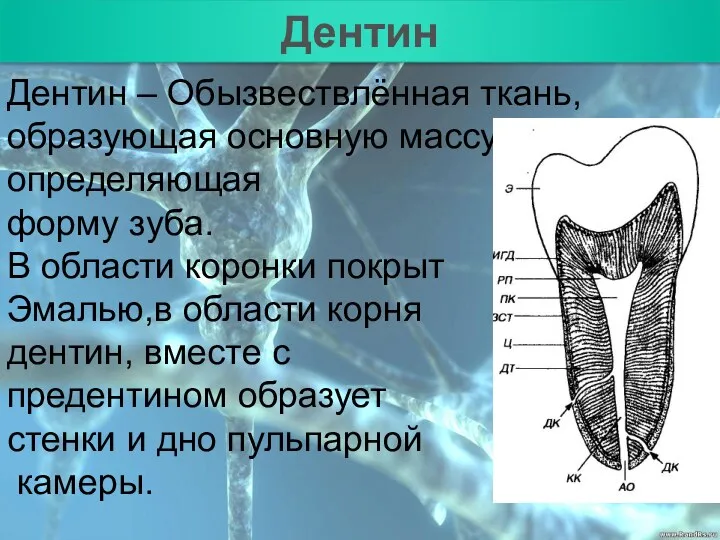 План Дентин Дентин – Обызвествлённая ткань, образующая основную массу и определяющая форму зуба.