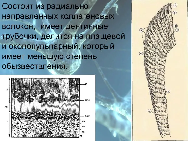 План Состоит из радиально направленных коллагеновых волокон, имеет дентинные трубочки, делится на плащевой