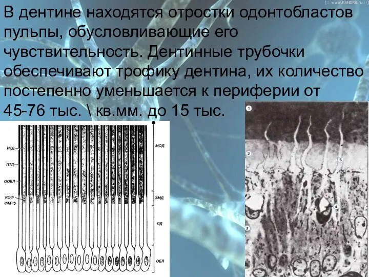 План В дентине находятся отростки одонтобластов пульпы, обусловливающие его чувствительность. Дентинные трубочки обеспечивают