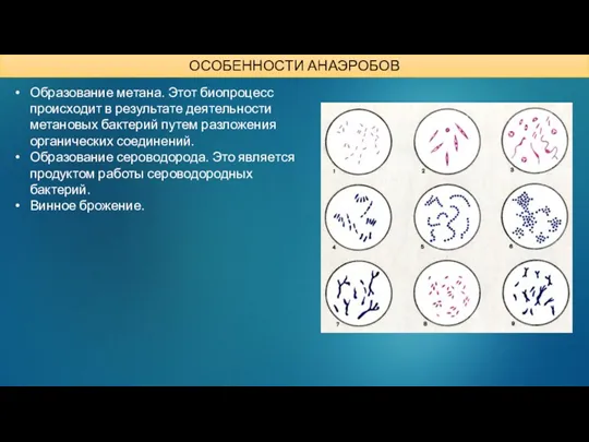 Образование метана. Этот биопроцесс происходит в результате деятельности метановых бактерий